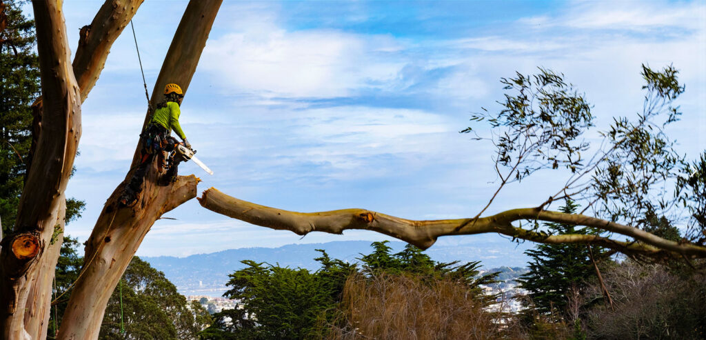 Tree Removal