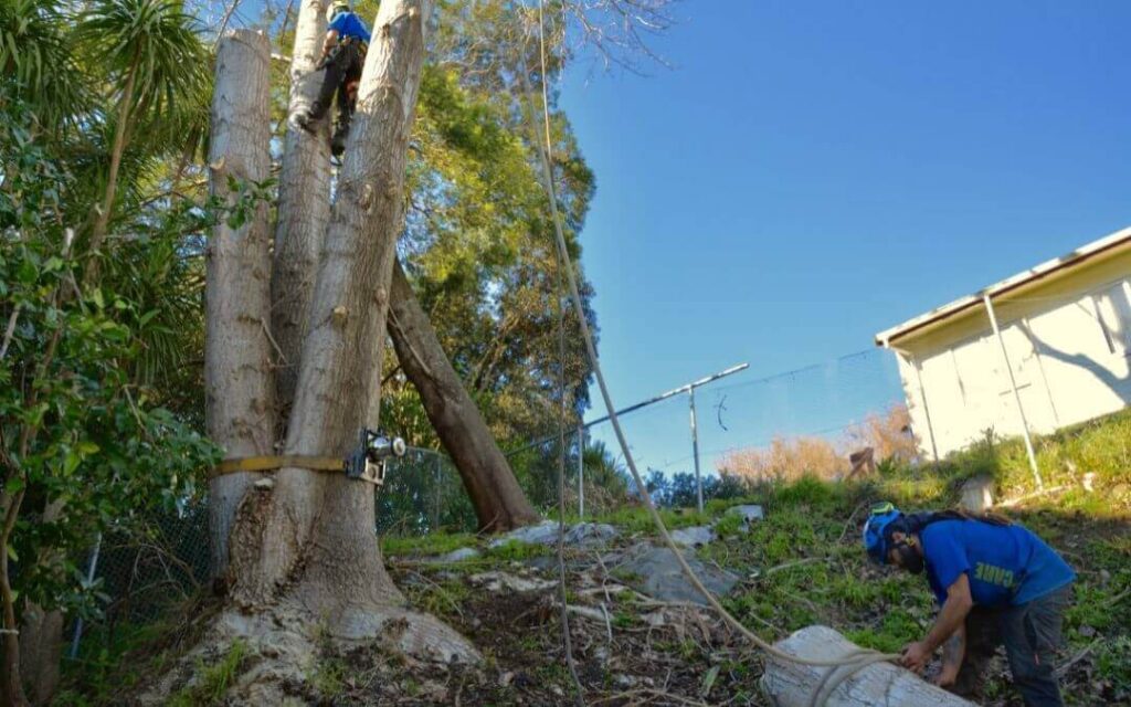 Tree Removal