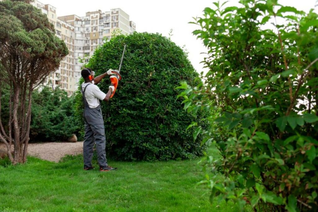 Hedge shapping