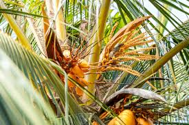 Palm Tree Pruning: When and How to Maintain Your Palms
