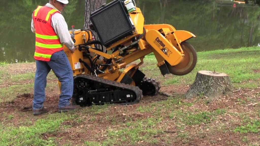 Tree Services in Sydney: The Ethics of Cutting vs Conserving Urban Trees