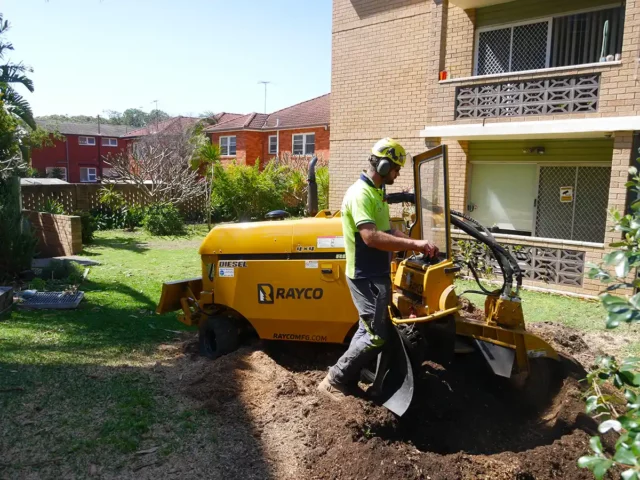 Emergency Tree Removal in Sydney: What It Reveals About Extreme Weather Events