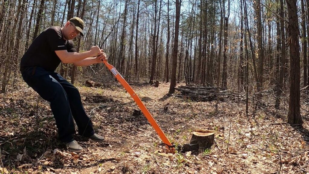 Tree Services in Sydney: The Ethics of Cutting vs Conserving Urban Trees