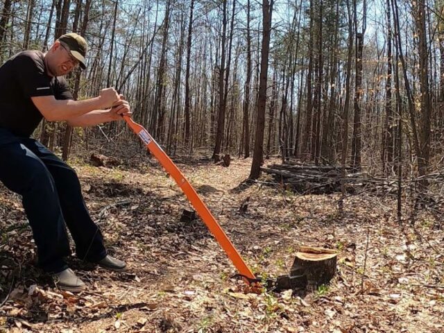 Tree Services in Sydney: The Ethics of Cutting vs Conserving Urban Trees