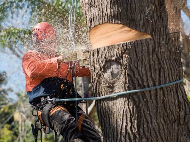 5 Signs You Need Immediate Sydney Tree Removal Services