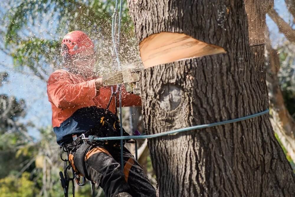 Emergency Tree Removal in Sydney: What It Reveals About Extreme Weather Events